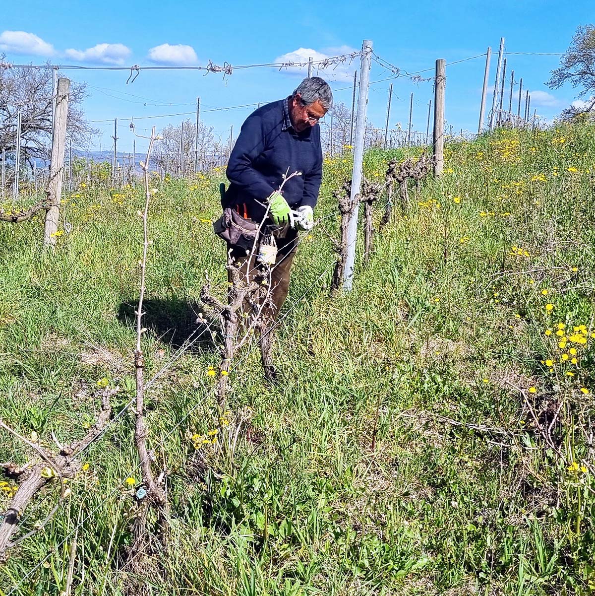 Vigna Bianchi Viticoltori